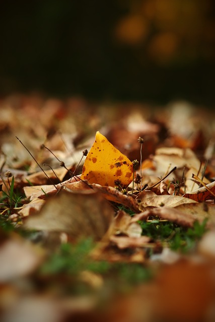 项集运动 项集运动