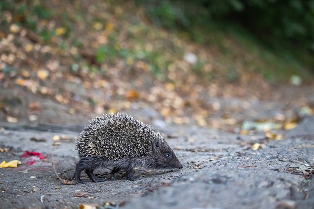 戴维斯即将 戴维斯即将