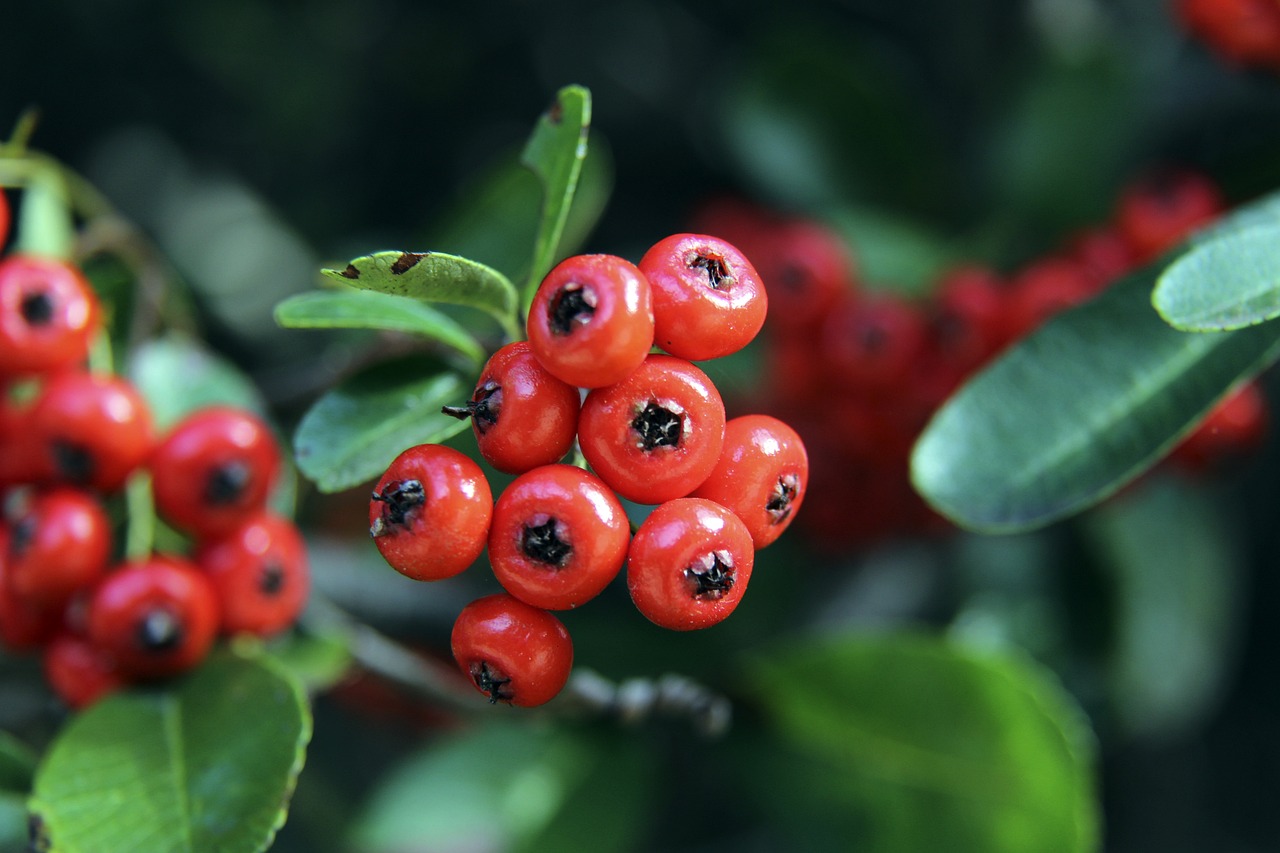 乔治和科怀 乔治和科怀